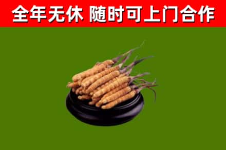 新罗区回收冬虫夏草