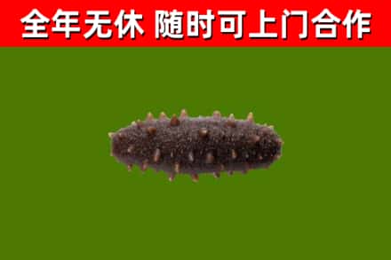新罗区回收海参干